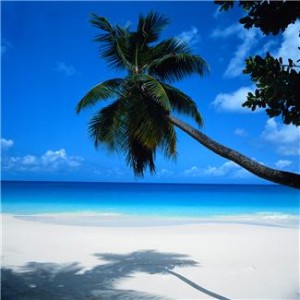 palm tree 2
